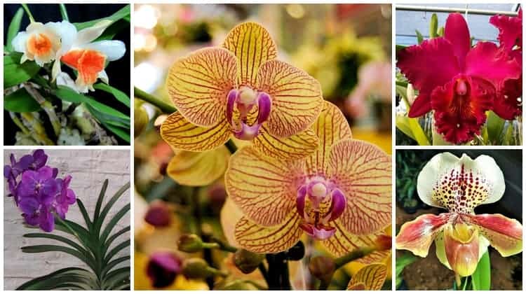 Orquídeas【GUIA COMPLETO】– Tipos | Fotos | Como Cuidar