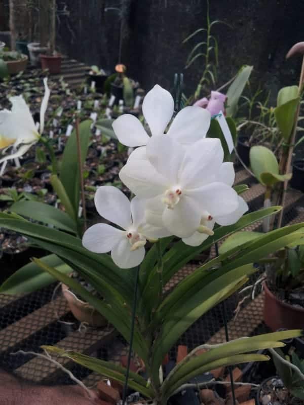 Orquídea Vanda: +68 Fotos Lindas, Espécies e Como Cuidar!