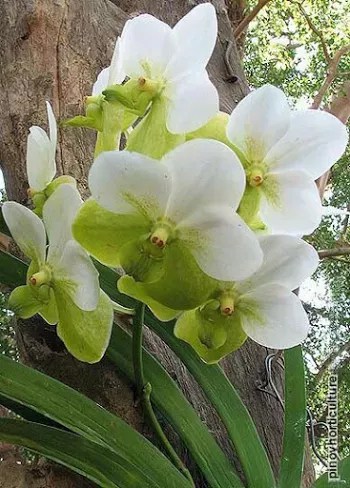 Orquídea Vanda: +68 Fotos Lindas, Espécies e Como Cuidar!