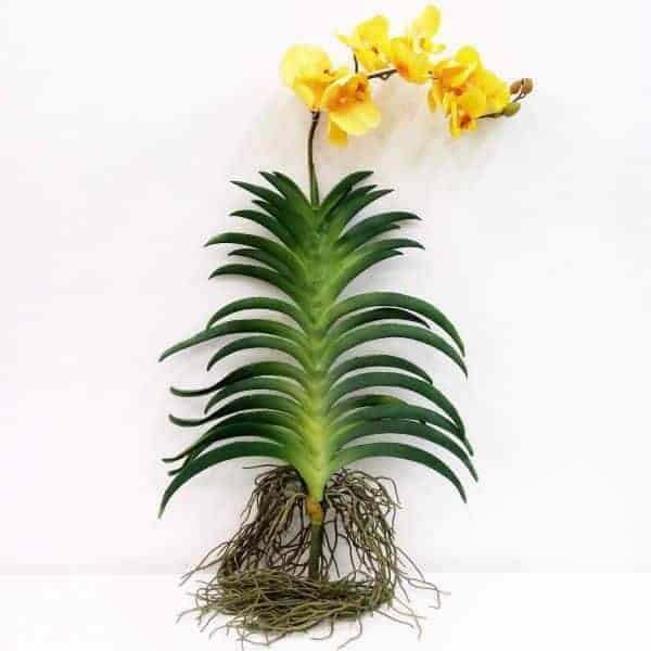 Orquídeas【GUIA COMPLETO】– Tipos | Fotos | Como Cuidar