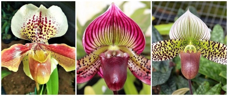 Orquídea Sapatinho【Paphiopedilum】▻ GUIA COMPLETO!
