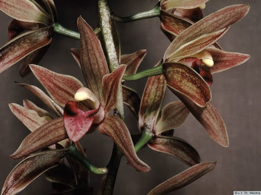8 Tipos de Orquídeas【2023】– Principais Espécies e Nomes