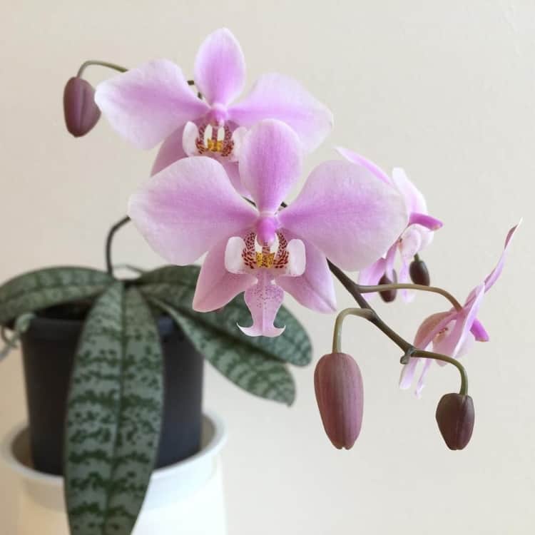 8 Tipos de Orquídeas【2023】– Principais Espécies e Nomes