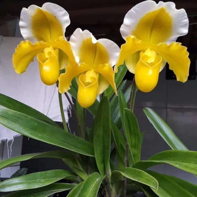Orquídea Sapatinho【Paphiopedilum】▻ GUIA COMPLETO!