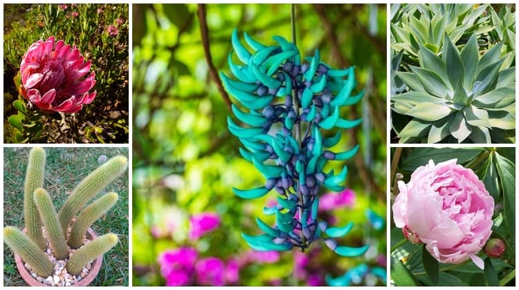 Plantas Exóticas: +9 Espécies Raras para Cultivar no Jardim!
