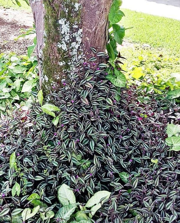 jardim decorado com planta rasteira lambari