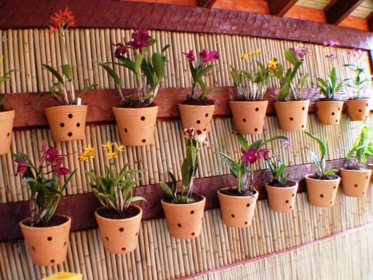 Vaso para Orquídea: +45 Modelos Ideais e Como Cultivá-la