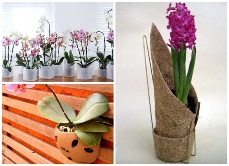 Vaso para Orquídea: +45 Modelos Ideais e Como Cultivá-la