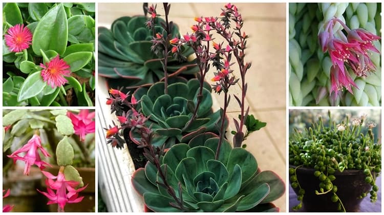 Suculentas com Flores – 6 Espécies Perfeitas para Cultivar!