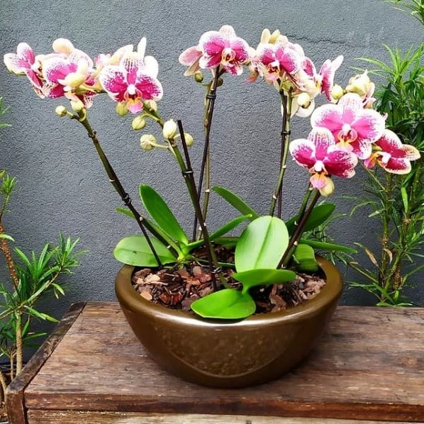 Arranjo de Orquídeas: +57 Ideias Lindas! (Artificiais e Naturais)