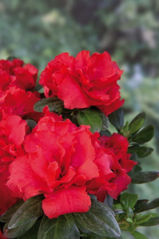 Flores Vermelhas: +15 Espécies Lindíssimas e Significados!
