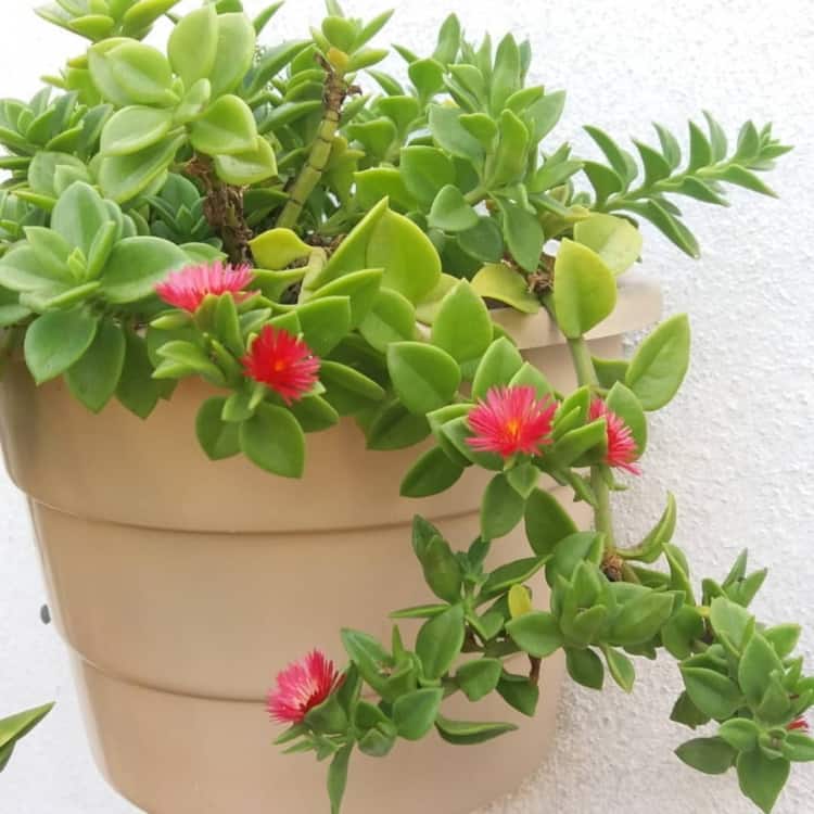 Suculentas com Flores – 6 Espécies Perfeitas para Cultivar!
