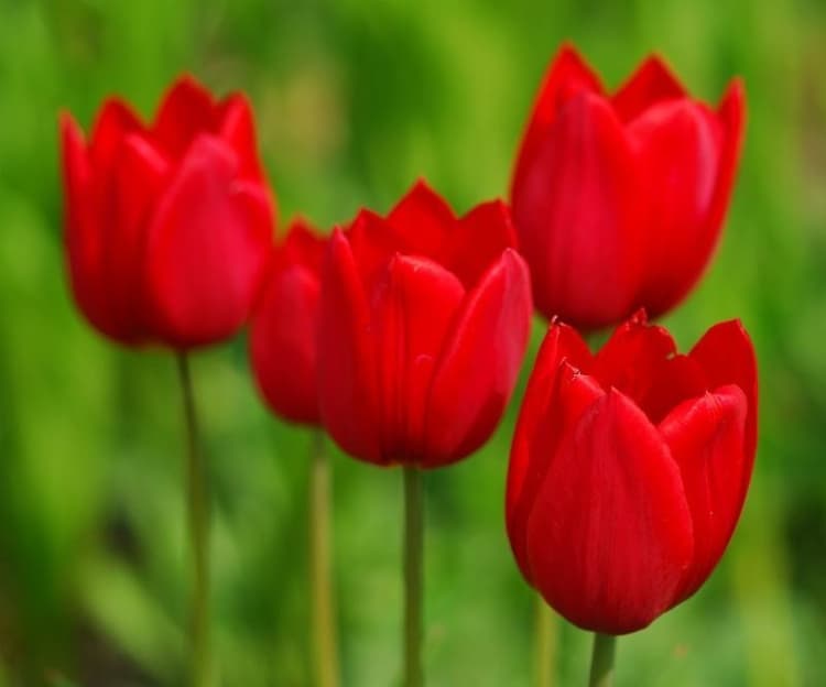 Flores Vermelhas: +15 Espécies Lindíssimas e Significados!