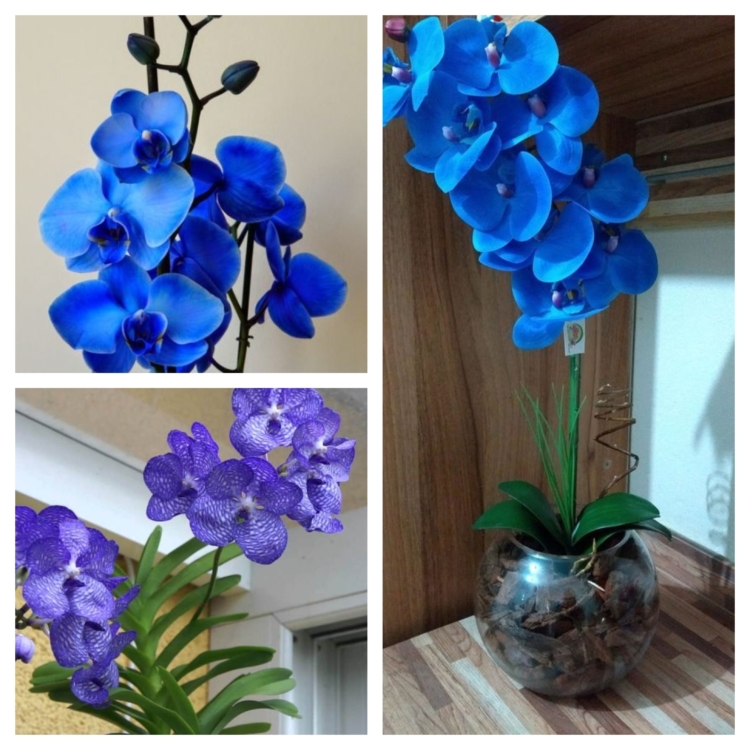 Orquídea Azul – 40 Fotos Incríveis, Significado e Como Cuidar!