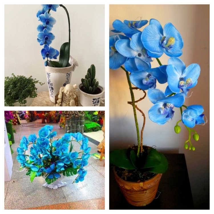 Orquídea Azul – 40 Fotos Incríveis, Significado e Como Cuidar!