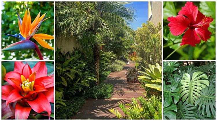 14 Plantas Tropicais para Cultivar em Casa! •【GUIA 2023】