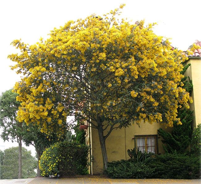árvore com flores pequenas e amarelas
