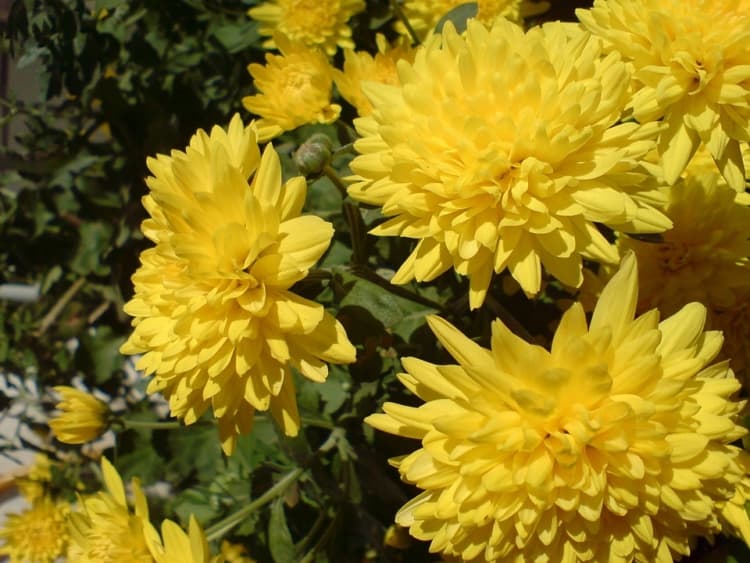 flor de crisântemo amarelo