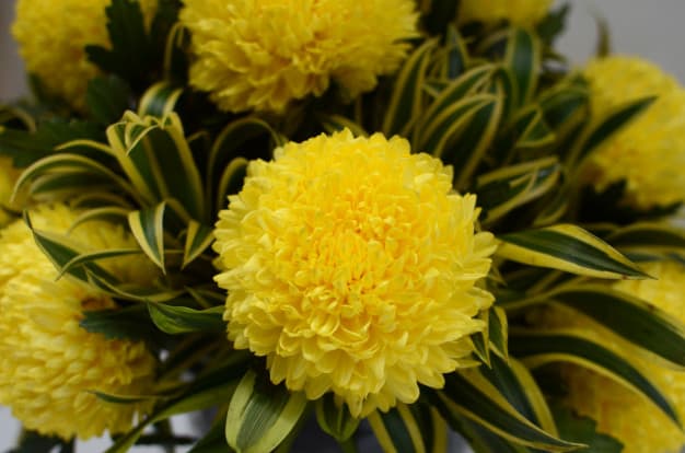 arranjo com flor de crisântemo amarelo