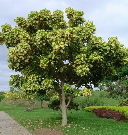 árvore ornamental Eritrina verde amarela