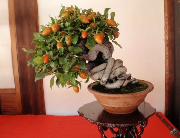 bonsai de fruta em vaso de barro