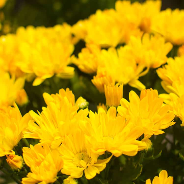 flor amarela crisântemo