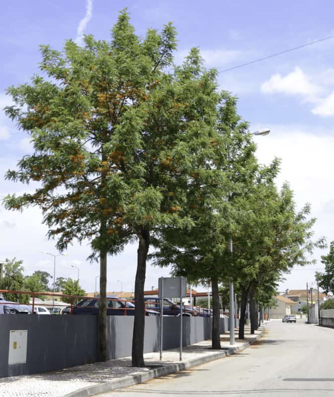 árvore ornamental grevillea
