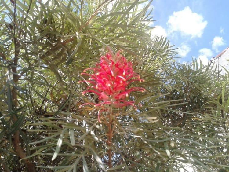 árvore ornamental com flor