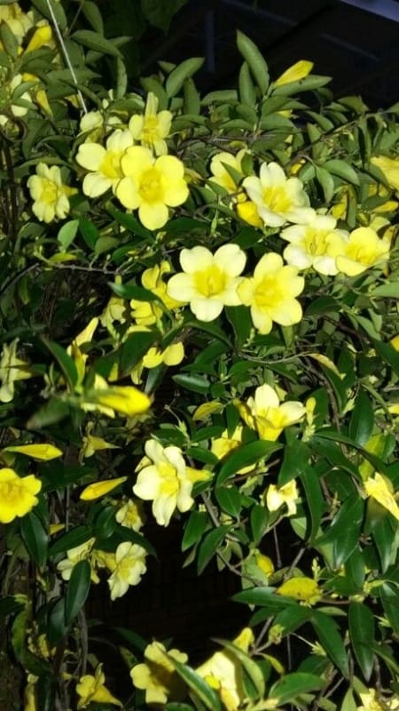 flor amarela falso jasmim