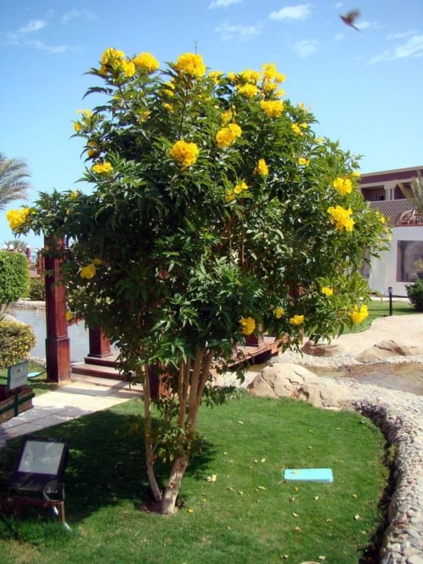árvore com flores amarelas ipê de jardim