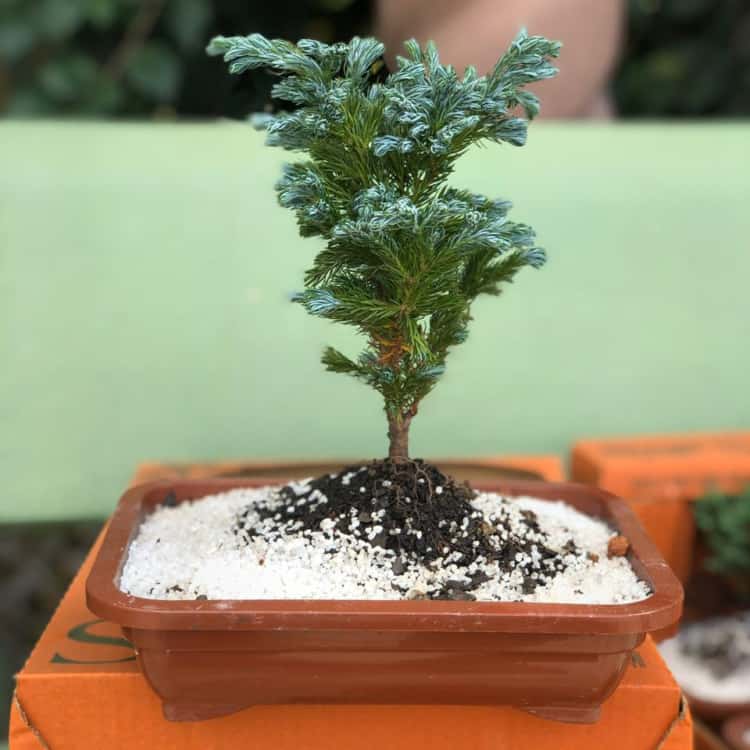 muda de bonsai em vaso retangular de plástico