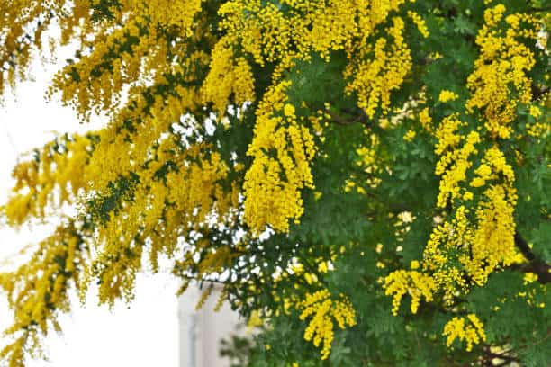 flor de árvore ornamental Acácia de Bailey