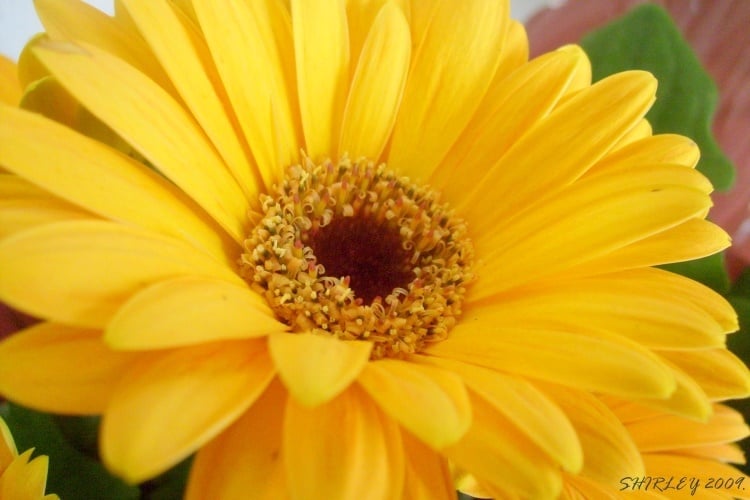 flor amarela de gérbera