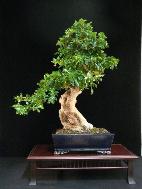 vaso de bonsai retangular