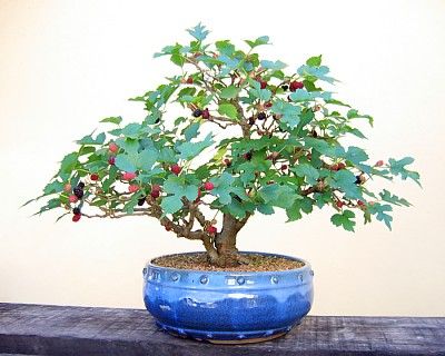 bonsai em vaso redondo e azul