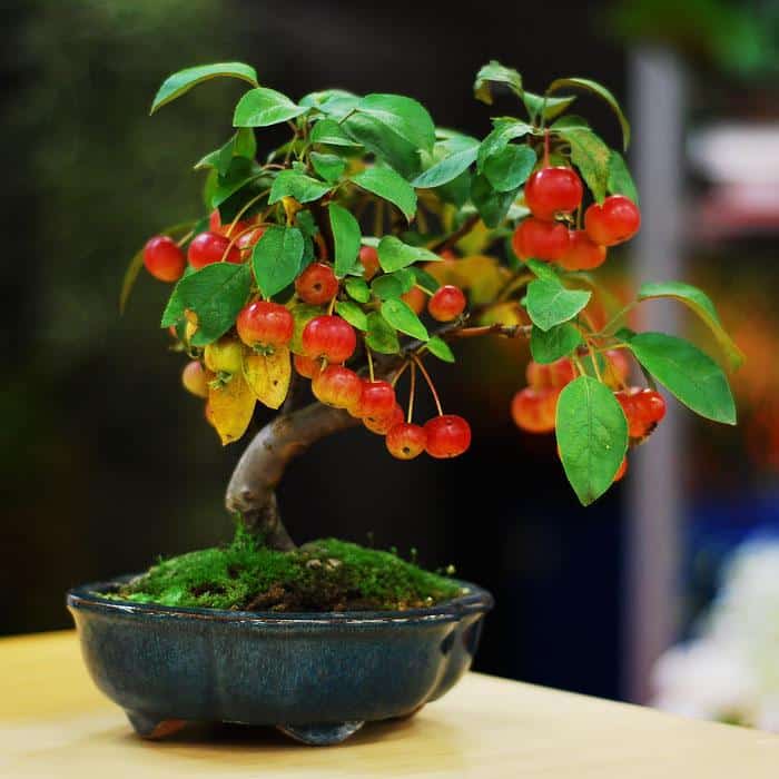 bonsai de frutas em vaso vitrificado