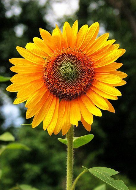 flor amarela girassol