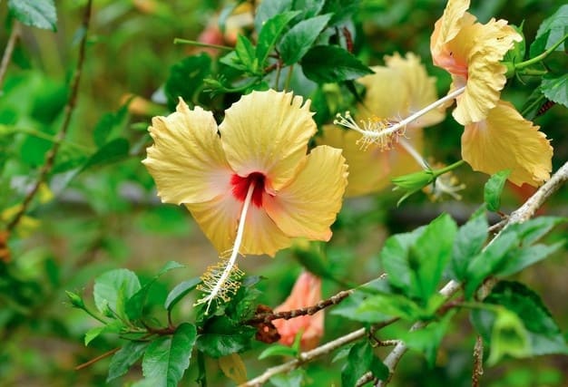 flor tropical hibisco amarelo