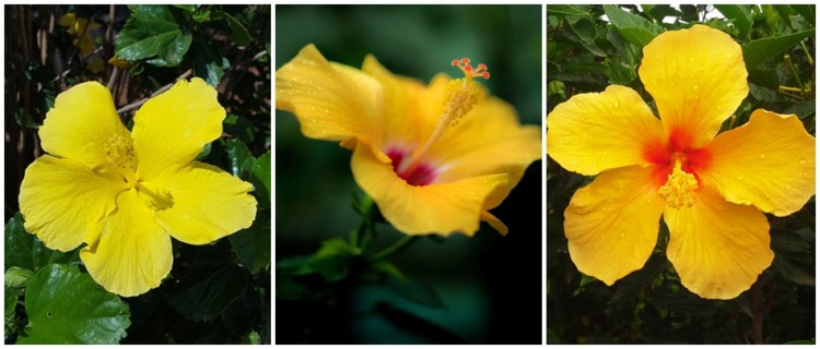 flor de hibisco amarelo