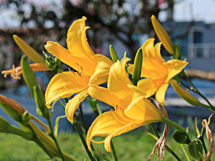 flor amarela hemerocale