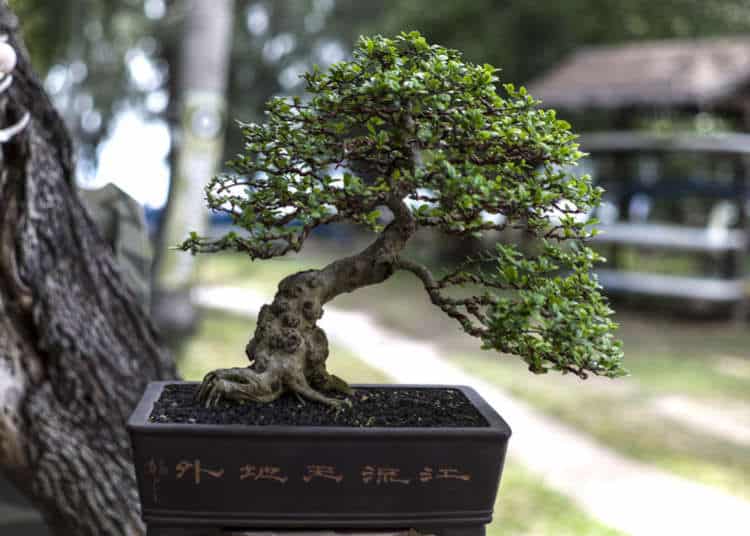 bonsai em vaso japonês retangular