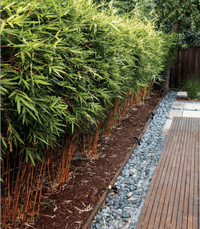 jardim decorado com cerca viva de bambu