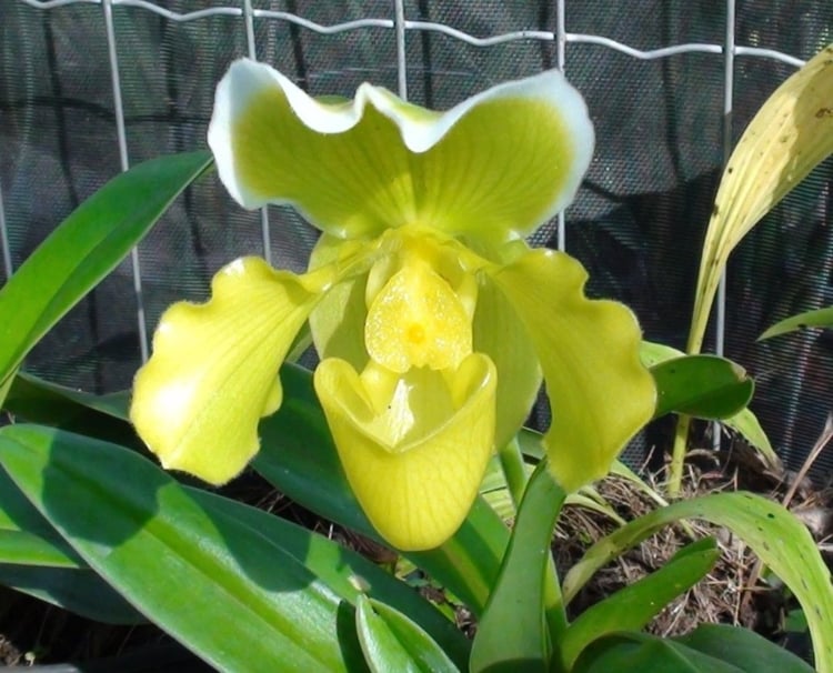 orquídea sapatinho amarela