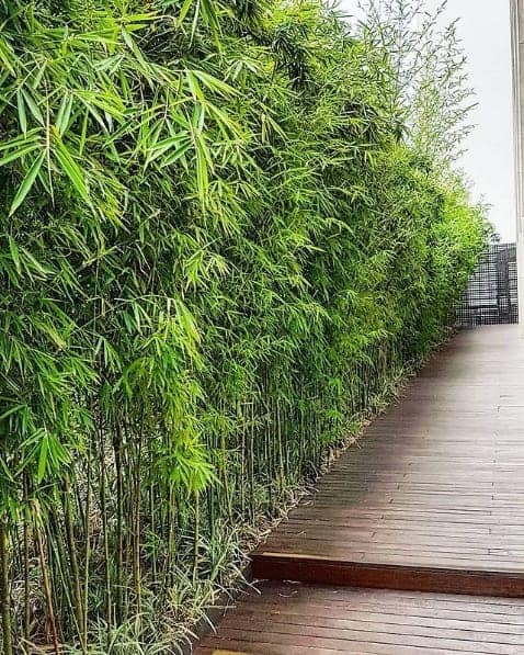 43-jardim-com-cerca-viva-de-bambu.jpg