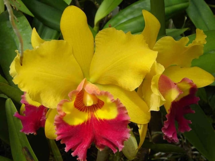 orquídea Cattleya amarela