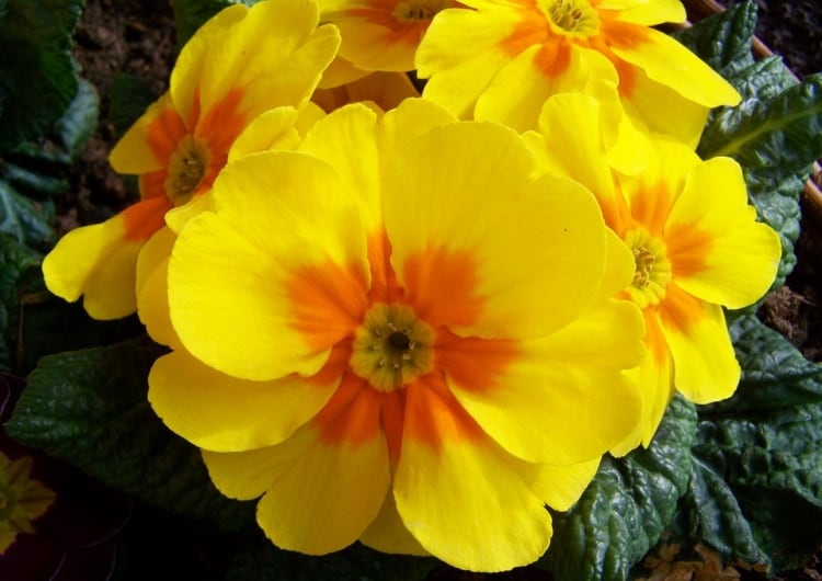 flor amarelo intenso
