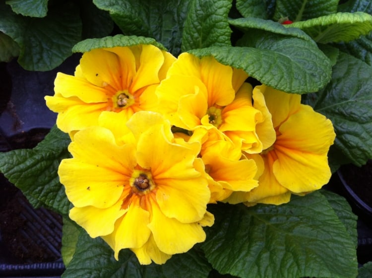 flor de prímula amarela