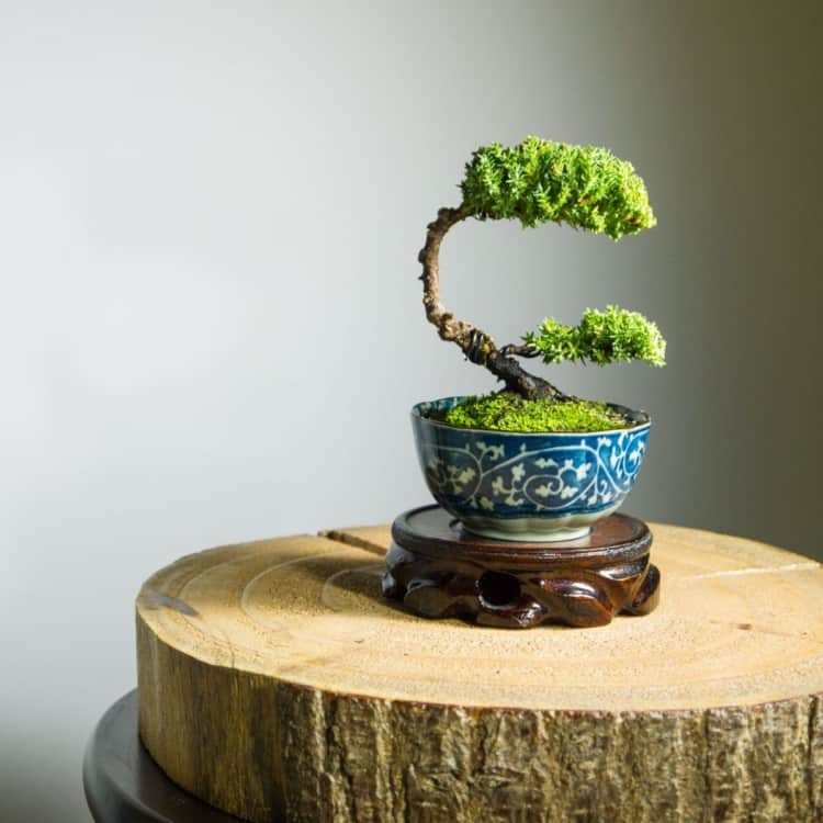 bonsai em vaso chinês