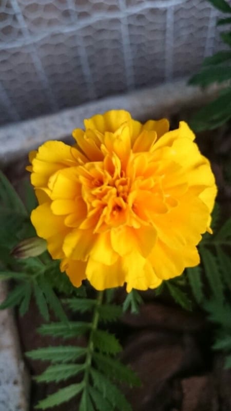flor de cravo amarelo