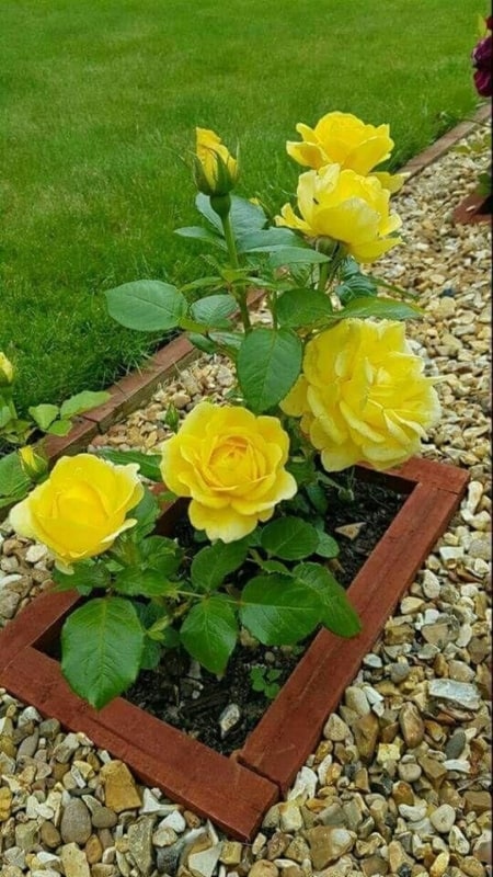 roseira com flores amarelas